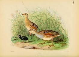 Image result for Crex crex