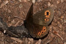 Attēlu rezultāti vaicājumam “Erebia ligea upperside”