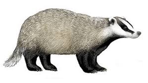 Attēlu rezultāti vaicājumam “Meles meles adult”