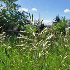 Attēlu rezultāti vaicājumam “Helictotrichon pubescens”
