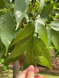 Attēlu rezultāti vaicājumam “Fraxinus pennsylvanica”