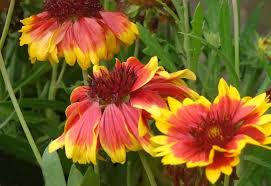 Image result for Gaillardia `Kobold`