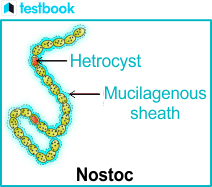 Attēlu rezultāti vaicājumam “Nostoc pruniforme cells”