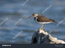 Attēlu rezultāti vaicājumam “Actitis hypoleucos”