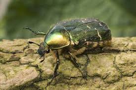 Attēlu rezultāti vaicājumam “Cetonia aurata imago”