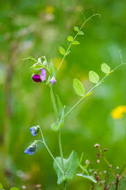 Attēlu rezultāti vaicājumam “Pisum sativum flower”