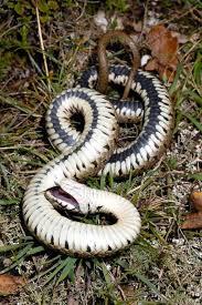 Image result for Ringelnatter