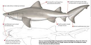 Image result for Odontaspis ferox