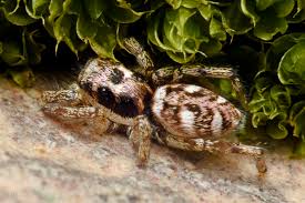 Attēlu rezultāti vaicājumam “Salticus scenicus”