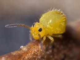 Attēlu rezultāti vaicājumam “Symphypleona”