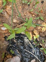 Attēlu rezultāti vaicājumam “Persicaria maculosa leaf”