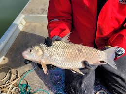 Image result for Carpiodes carpio