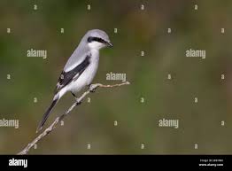 Attēlu rezultāti vaicājumam “Lanius excubitor adult”