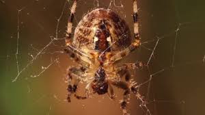 Attēlu rezultāti vaicājumam “Araneus diadematus”