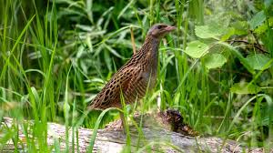 Image result for Crex crex