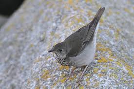 Image result for Catharus minimus