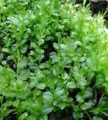 Attēlu rezultāti vaicājumam “Plagiomnium”