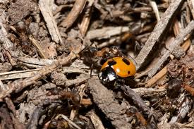 Attēlu rezultāti vaicājumam “Formica rufa”