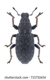 Attēlu rezultāti vaicājumam “Sitona sp.”