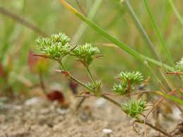 Attēlu rezultāti vaicājumam “Scleranthus annuus”