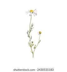 Attēlu rezultāti vaicājumam “Tripleurospermum inodorum leaf”