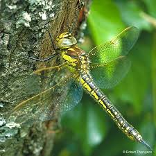 Attēlu rezultāti vaicājumam “Brachytron pratense”