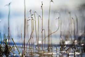 Attēlu rezultāti vaicājumam “Lobelia dortmanna”