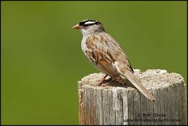 Image result for Zonotrichia leucophrys