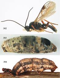 Attēlu rezultāti vaicājumam “Pterostoma palpina larva”