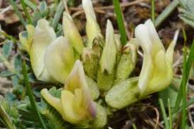 Attēlu rezultāti vaicājumam “Astragalus arenarius”