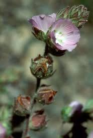 Attēlu rezultāti vaicājumam “Lycogala persicum sessile”