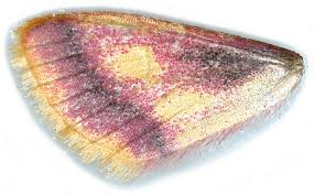 Attēlu rezultāti vaicājumam “Idaea muricata”