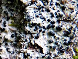 Attēlu rezultāti vaicājumam “Acrocordia gemmata”