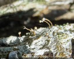 Attēlu rezultāti vaicājumam “Sclerophora farinacea”