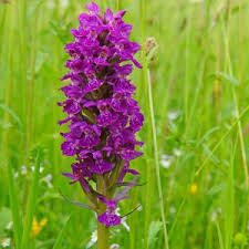 Attēlu rezultāti vaicājumam “Dactylorhiza ochroleuca leaf”