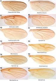 Attēlu rezultāti vaicājumam “Trichia longipalpis”