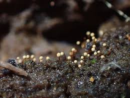 Attēlu rezultāti vaicājumam “Cribraria splendens”