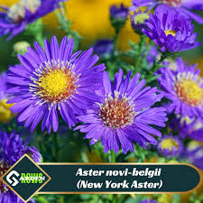 Image result for Aster novi-belgii