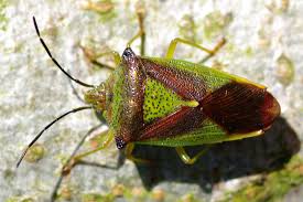 Attēlu rezultāti vaicājumam “Acanthosoma haemorrhoidale”