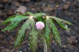 Attēlu rezultāti vaicājumam “Podophyllum hexandrum”