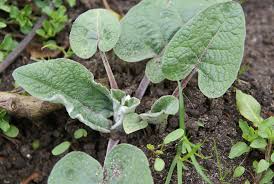 Attēlu rezultāti vaicājumam “Arctium lappa leaf”
