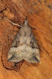 Attēlu rezultāti vaicājumam “Hypena rostralis”