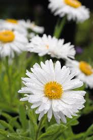 Image result for Aster alpinus