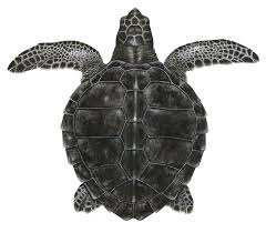 Image result for Lepidochelys kempii