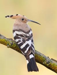 Attēlu rezultāti vaicājumam “Upupa epops adult”