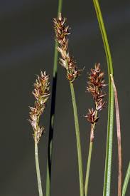 Attēlu rezultāti vaicājumam “Carex diandra”
