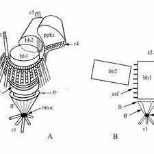 Attēlu rezultāti vaicājumam “Symphytocarpus impexus”