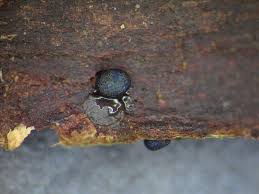 Attēlu rezultāti vaicājumam “Colloderma oculatum macro”