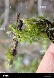 Attēlu rezultāti vaicājumam “Drepanocladus aduncus”