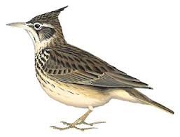 Attēlu rezultāti vaicājumam “Galerida cristata adult”